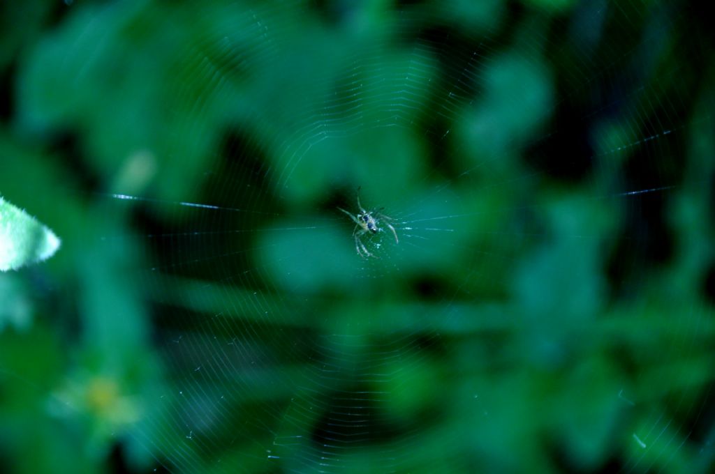 Araneidae (Neoscona adianta? Mangora acalypha?...) - Sorrento (NA)